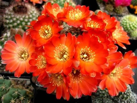 Rebutia10