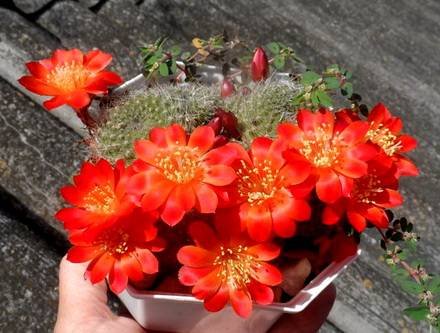 Rebutia2