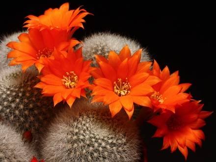Rebutia4