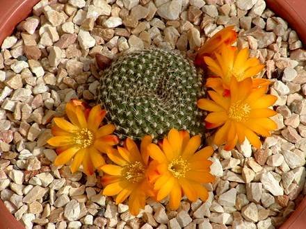 Rebutia5
