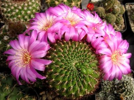 Rebutia6