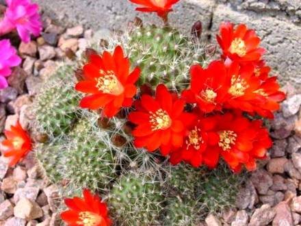 Rebutia7