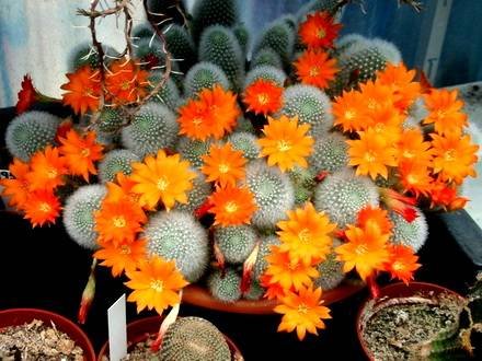 Rebutia8