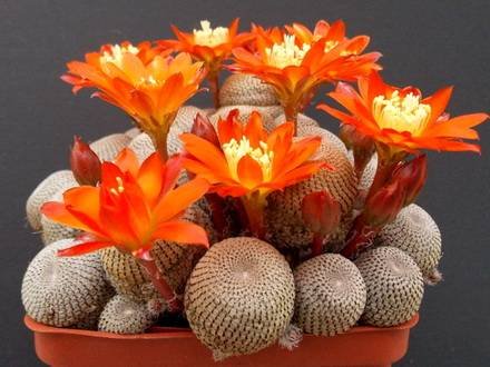 Rebutia88