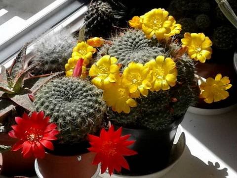 Rebutia9