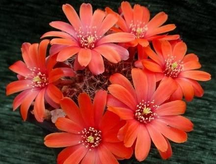 RebutiaSpegazziniana