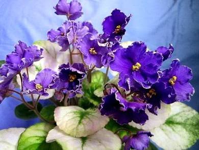 РечкаСеверка2