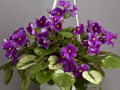 РечкаСеверка3