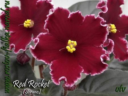 RedRocket4