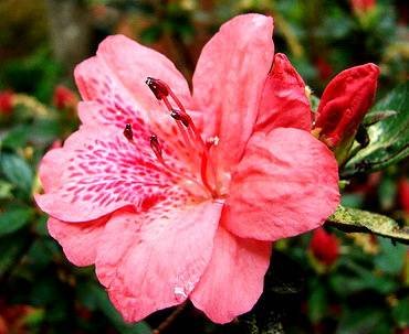 Redazalea