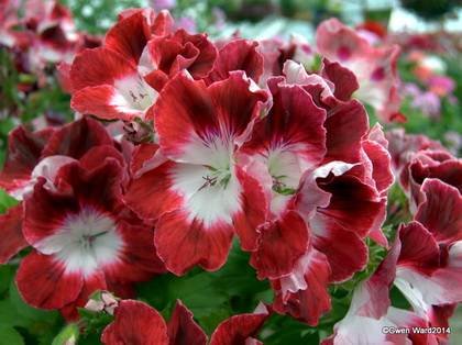 RegalPelargoniums9