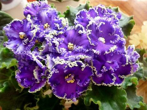 ReigningBeauty1