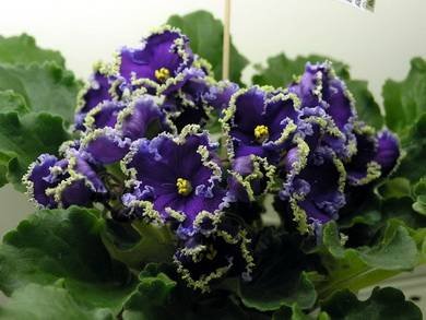 ReigningBeauty2