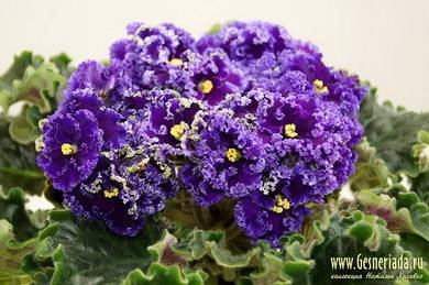 ReigningBeauty4