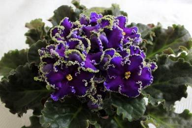 ReigningBeauty5