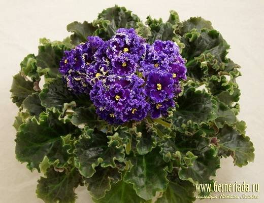 ReigningBeauty6