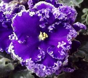 ReigningBeauty9