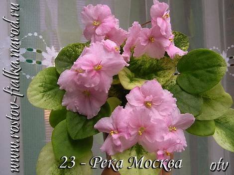 РекаМосква1