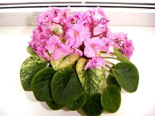 РекаМосква6