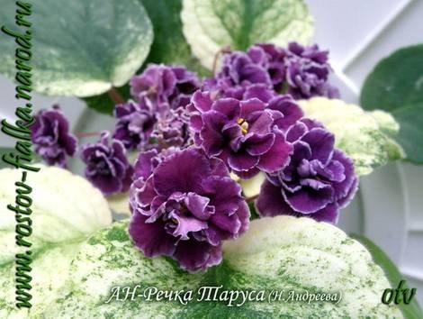 РекаТаруса1