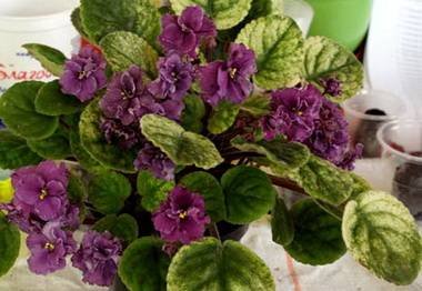 РекаТаруса2