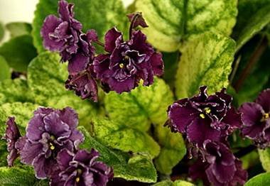 РекаТаруса3