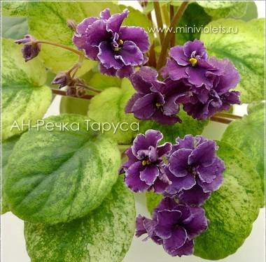 РекаТаруса4