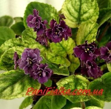 РекаТаруса5