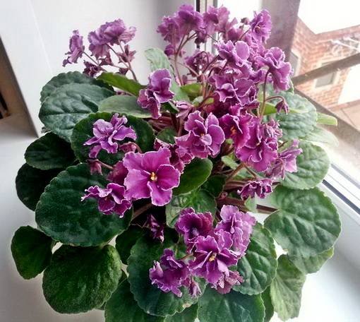 РекаТаруса6