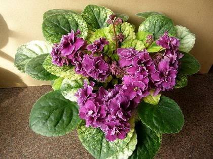 РекаТаруса7