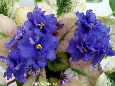РекаВолга1
