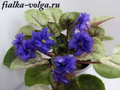 РекаВолга4
