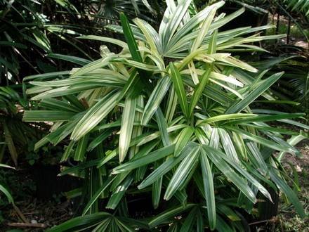 Rhapis1