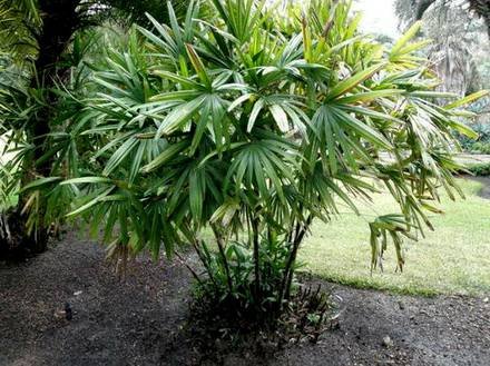 Rhapis2