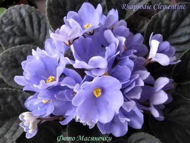 RhapsodieClementine7
