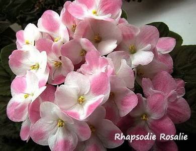 RhapsodieRosalie3