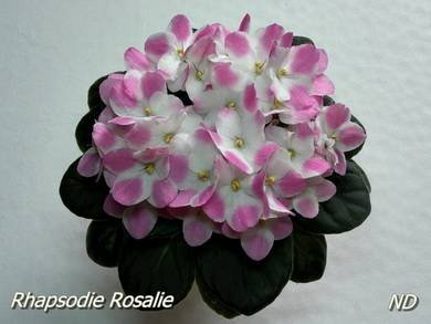 RhapsodieRosalie7