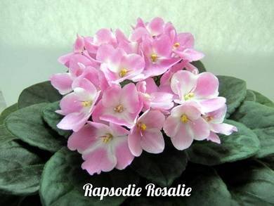 RhapsodieRosalie8