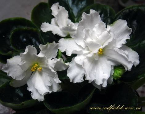RhapsodyinWhite1