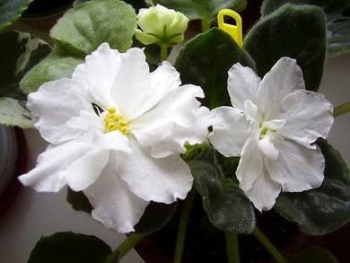 RhapsodyinWhite2