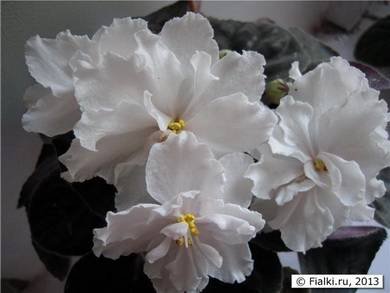 RhapsodyinWhite3