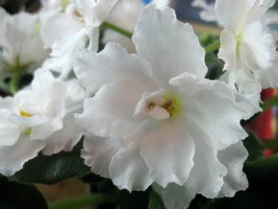 RhapsodyinWhite4