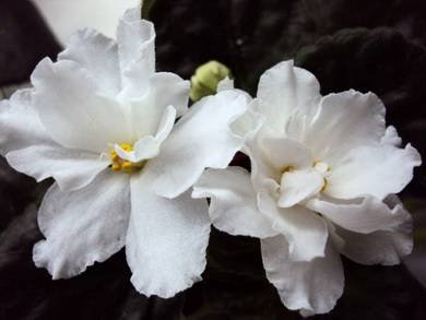 RhapsodyinWhite5