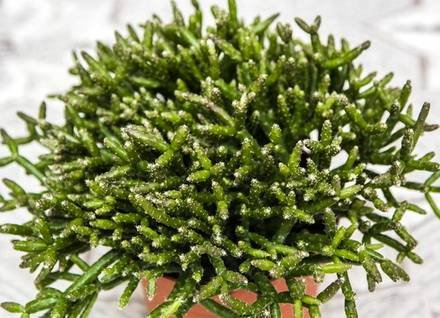 Rhipsalis1
