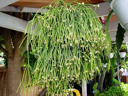 Rhipsalis2