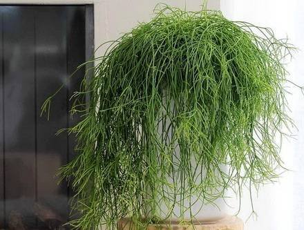 Rhipsalis7