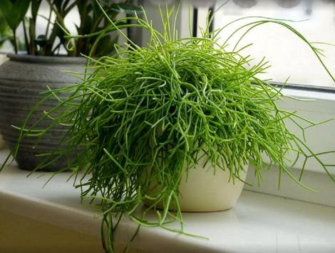 Rhipsalis8