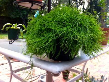 RhipsalisCapilliformis