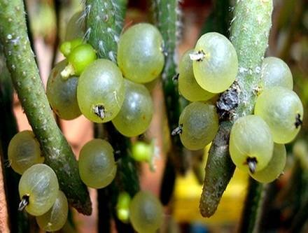 RhipsalisFasciculata