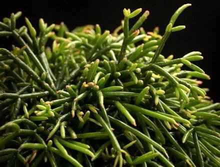 RhipsalisLindbergiana